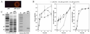 베타 아가레이즈의 생산능을 갖는 재조합 바실러스 서브틸리스 균주 및 이의 용도(RECOMBINANT BACILLUS SUBTILIS STRAIN PRODUCING BETA AGARASE AND USES THEREOF)