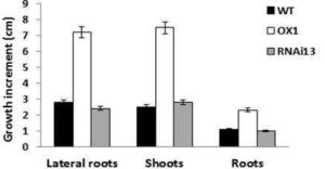 담배 유래의 탈메틸화 관련 NtROS2a 유전자 및 이의 용도(NtROS2a gene involved in demethylation from Nicotiana tabacum and uses thereof)