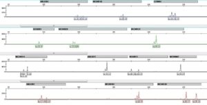 토종닭 개체 식별을 위한 초위성체 마커 기반 멀티플렉스용 프라이머 세트 및 이의 용도(Multiplex primer sets based on microsatellite markers for identification of Korean native chicken and uses thereof)