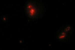 나노입자를 이용한 ＤＮＡ 검출 및 분리방법 Methods for Detection and Isolation of DNAs Using Nanoparticles