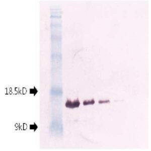 토마토황화잎말림바이러스 씨4 유전자의 대장균내 발현 및 씨4재조합단백질에 대한 다클론항체 생산법 Expression of Tomato yellow leaf curl virus(TYLCV)-C4 gene in Escherichia coli and production of polyclonal antibody against the recombinant TYLCV-C4 protein