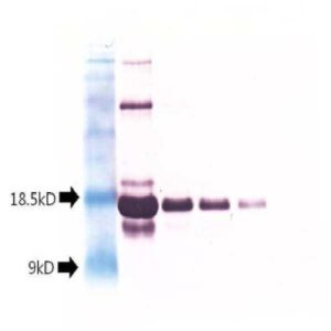 인동초잎맥황화바이러스 씨4유전자의 대장균내 발현 및 씨4재조합단백질에 대한 다클론항체 생산법 Expression of Honeysuckle yellow vein virus(HYVV)-C4 gene in Escherichia coli and production of polyclonal antibody against the recombinant TYLCV-C4 protein