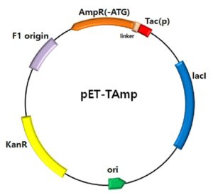 대장균 및 앰피실린 저항성 유전자를 이용한 해독틀 이동 변이 및 종결 돌연변이가 없는 유전자의 선별 방법 The screening method for gene without frameshift mutation and nonsense mutation using E.coli and ampicillin resistance gene