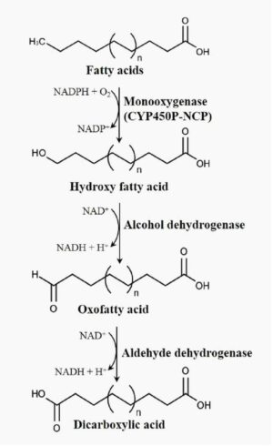 대장균에서 오메가 산화를 통해 디카르복실산을 생산하는 방법 METHOD FOR PRODUCING DICARBOXYLIC ACID BY OMEGA OXIDATION IN MUTANT ESCHERICHIA COLI