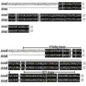 아시네토박터 노소코미알리스의 생물막 형성능 및 표면 운동능 억제 방법, 및 아시네토박터 노소코미알리스의 생물막 형성능 및 표면 운동능 억제 물질의 스크리닝 방법