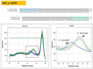 콜레토트리쿰 속의 종을 구별하기 위한 마커 조성물 및 이의 용도