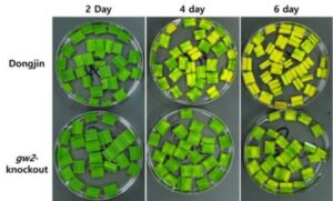 식물체의 노화를 조절하는 GW2 유전자 및 이의 용도