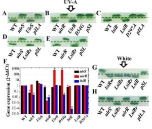 시네코시스티스 ＰＣＣ ６８０３의 ＵＶ－Ａ 광에 대한 주광성을 조절하는 방법