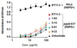 세포질 침투성이 증진된 항체의 스크리닝 방법