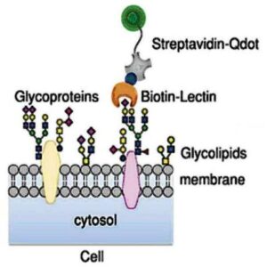 세포 표면의 당사슬 분석 방법
