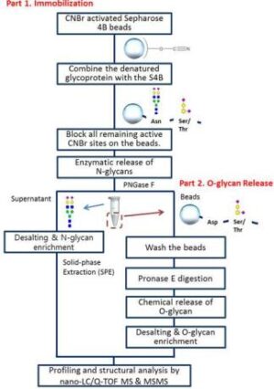 선택적이고 비파괴적인 Ｏ-당쇄 분리방법