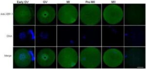 포유동물의 난모세포 성숙화 및 배아 발달 촉진용 배지 조성물 및 이를 이용한 포유동물의 난모세포 성숙화 및 배아 발달 촉진 방법