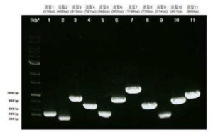 삽주 마일드 모틀 파라레트로바이러스 검출용 프라이머 세트 및 이의 용도