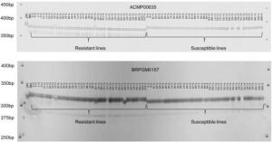 배추좀나방 저항성 양배추 품종을 선별하기 위한 프라이머 세트, 방법 및 키트