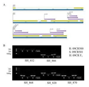 배추의 고밀도 유전자 지도에 기반한 뿌리혹병 저항성 또는 감수성 배추 품종을 구별하기 위한 분자마커 및 이의 용도