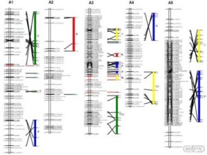 배추 ＢＡＣ 클론 유래 ＳＳＲ 마커 및 이를 이용해 작성된 브라시카 라파의 표준 유전자지도