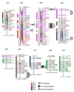 무의 위황병 저항성 연관 마커를 표지하는 프라이머 세트 및 이를 이용한 저항성 무 품종 선발 방법