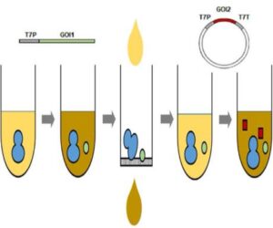 무세포 단백질 합성을 이용하는 단백질 발현 또는 활성 증진 보조인자의 스크리닝 방법