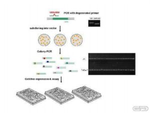 목적하는 단백질 발현 수준을 제공하는 초기 코돈의발굴방법, 및 이를 이용한 재조합 단백질의 발현 조절 방법및 생산 방법