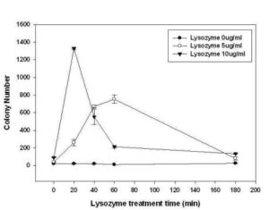 라이소자임을 사용한 마이코박테리아의 열충격 형질 전환방법
