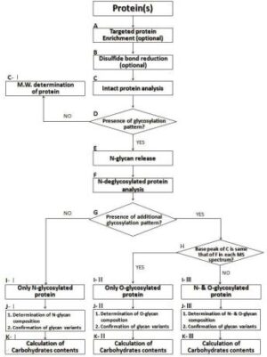 당단백질 분자량 측정을 이용한 실시간 당쇄화 모니터링 방법