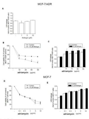 몰루긴을 함유하는 항암용 조성물