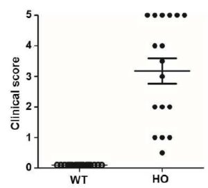 뇌척수염 동물 모델과 그 제조방법 및 이를 이용한 뇌척수염 치료제의 스크리닝 방법