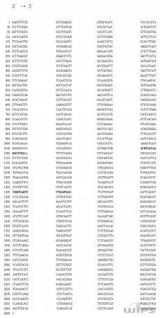 고추역병균 파이토프쏘라 캡시사이 진단용 디엔에이표지인자