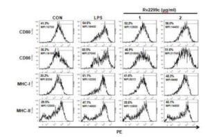 결핵균의 Ｒｖ２２９９ｃ 단백질을 이용한 수지상 세포의 성숙방법