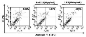 결핵균의 Ｒｖ0315 단백질을 이용한 수지상 세포의 성숙방법