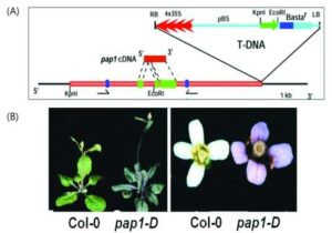 ＰＳＲ１ 유전자의 안토시안 생합성 조절자로서의 용도