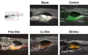 효소 반응 양친매성 펩티드를 포함하는 약물전달 시스템