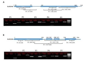시들음병 저항성 또는 감수성 무 품종을 판별하기 위한 프라이머 세트 조성물 및 이의 용도
