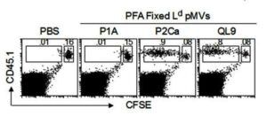 화학적 고정화를 통해 안정화된 미세 막상 T 세포 백신 제조방법