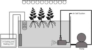 해수 조건에서 마이크로 버블을 이용한 염생식물 수경재배방법