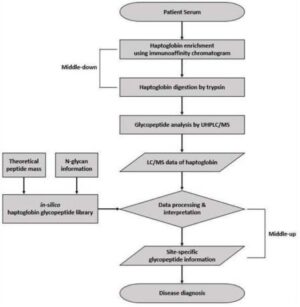 표적 당단백질에 대한 중간-상하향 접근법을 통한 질병 진단방법