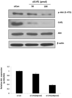 CRIF1을 함유하는 상처 치료용 조성물