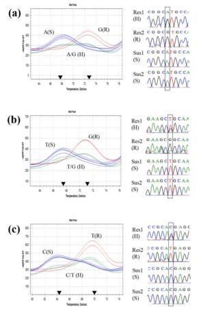 탄저병 저항성 또는 감수성 포도 품종을 구별하기 위한 마커 조성물 및 이의 용도