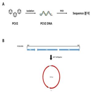 재조합 돼지 써코바이러스 및 이를 포함하는 돼지 써코바이러스 감염 질환의 예방용 백신 조성물