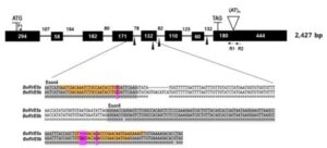 저온에서 안토시아닌 축적을 판별할 수 있는 양배추 유래 RVE5 유전자 기반 분자마커 및 이의 용도