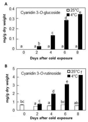 저온 처리를 이용한 안토시아닌 및 프로안토시아니딘 함량이 증가된 쓴메밀 새싹의 생산방법