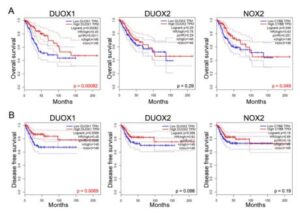 자궁경부암 환자의 치료적 예후 예측 및 치료 약물을 스크리닝하는 방법