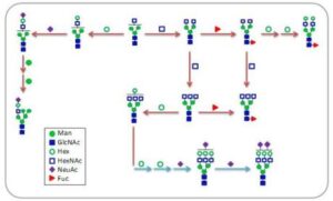 인간 난소암 마커