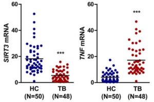 Sirt3를 포함하는 결핵 진단용 바이오마커 조성물