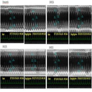 강심 활성을 갖는 화합물 및 이를 함유하는 심부전 예방 또는 치료용 약학적 조성물