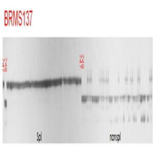 열구 저항성 양배추 품종을 선별하기 위한 프라이머 세트, 방법 및 키트