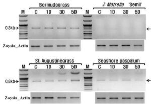 억새 유래의 WRKY4 단백질