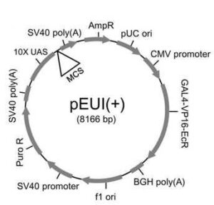 액디손 수용체-기반 전이유전자 유도성 벡터