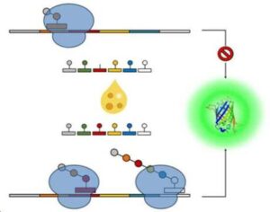 무세포 단백질 합성 시스템을 이용한 아미노산의 정량 방법