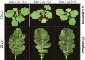 십자화과 작물에서 유용 유전자의 기능 분석을 위한 RaMV 유래의 재조합 VIGS 벡터 및 이의 용도